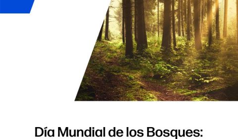 DIA MUNDIAL BOSQUES